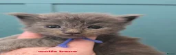 Maine Coon cats for sale: Blue & Blue Smoke Maine Coon Kittens Stunning Tica - Advert 2