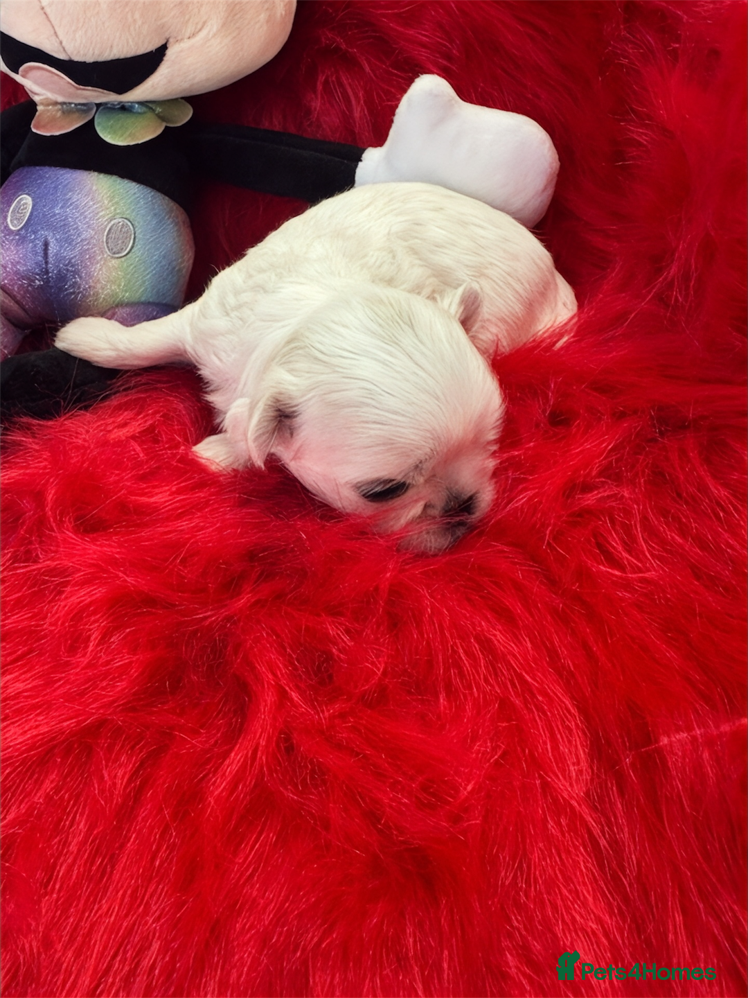 Maltese dogs for sale: 🌟Maltedoll Tiny Korean Maltese KC Reg🌟 - Image 6