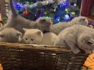 British Shorthair cats Super Cute British Shorthair babies - Advert 1