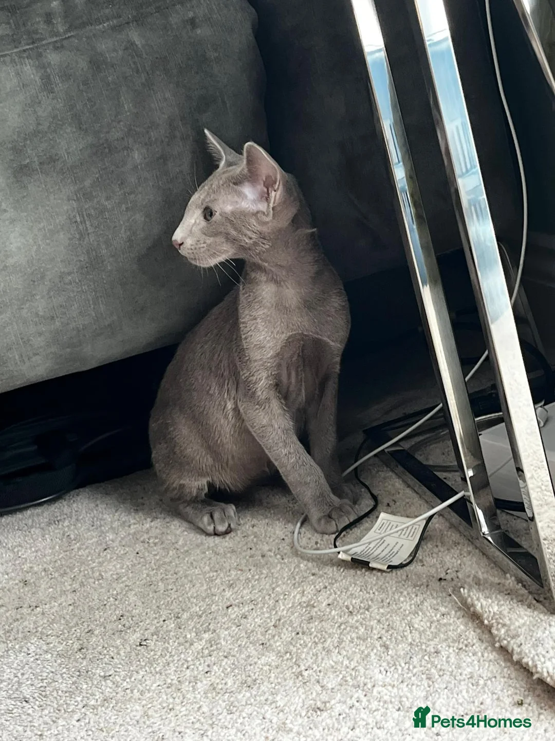 Oriental cats for sale: GCCF Lilac Oriental Shorthair Queen for Sale - Advert 4