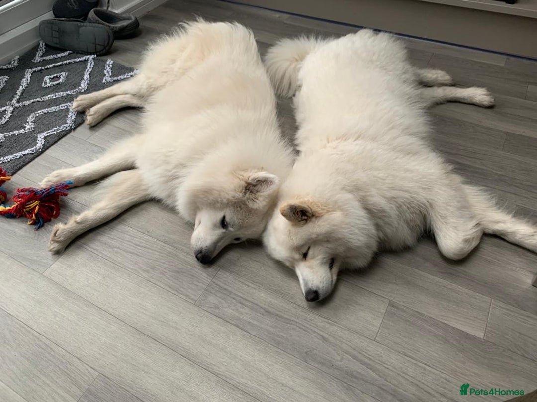 Samoyed dogs for sale: Adorable Samoyed Puppies for Sale!  - Advert 3