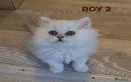 Persian cats for sale: READY NOW! Persian chinchilla kittens - Image 10