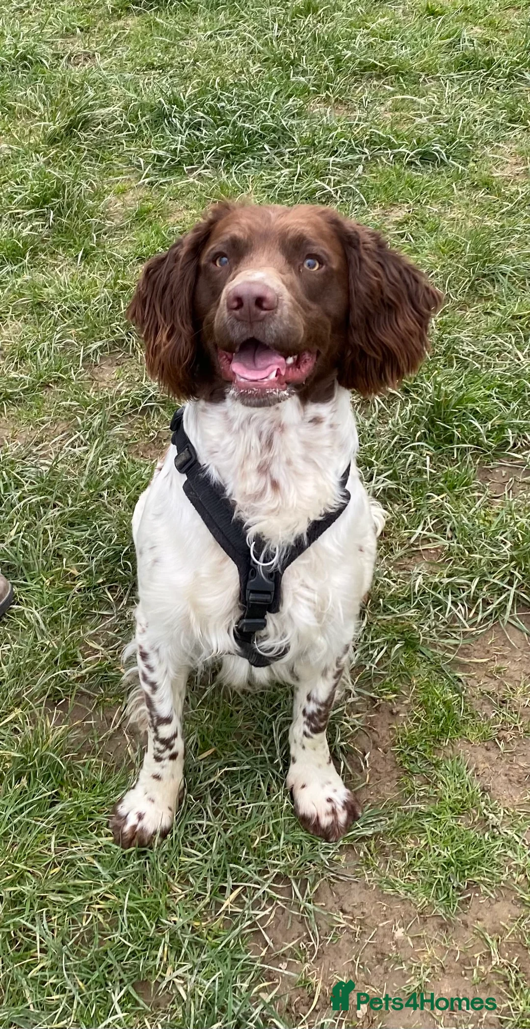 English Springer Spaniel dogs for stud: DNA Tested & Hip/Elbow scored Springer - Bryn in Carmarthen - Advert 16