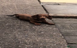 Dachshund dogs for sale: Beautiful dachshund - Image 4