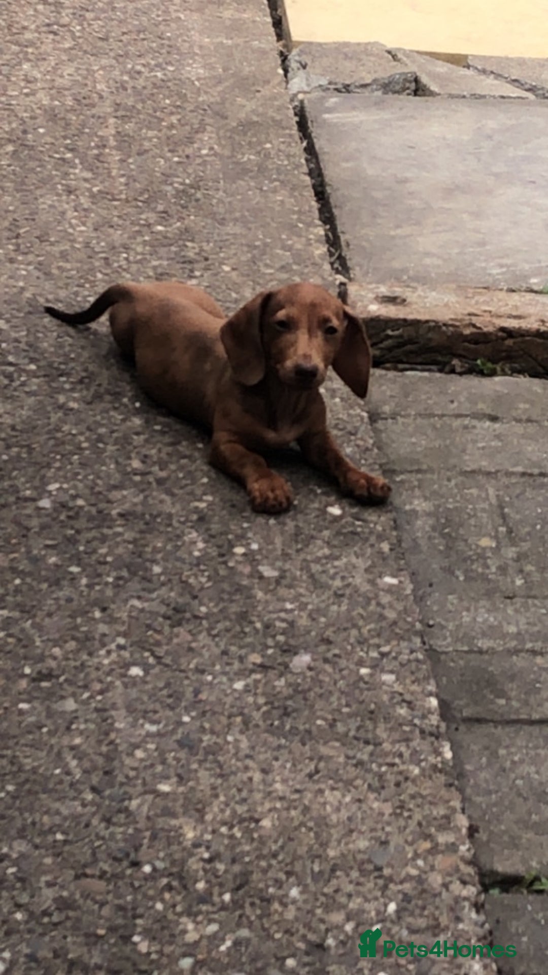 Dachshund dogs for sale: Beautiful dachshund - Image 4