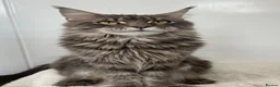 Maine Coon cats for sale: Ex queen female girl XXL Russian lines Maine Coon in Poole - Advert 5