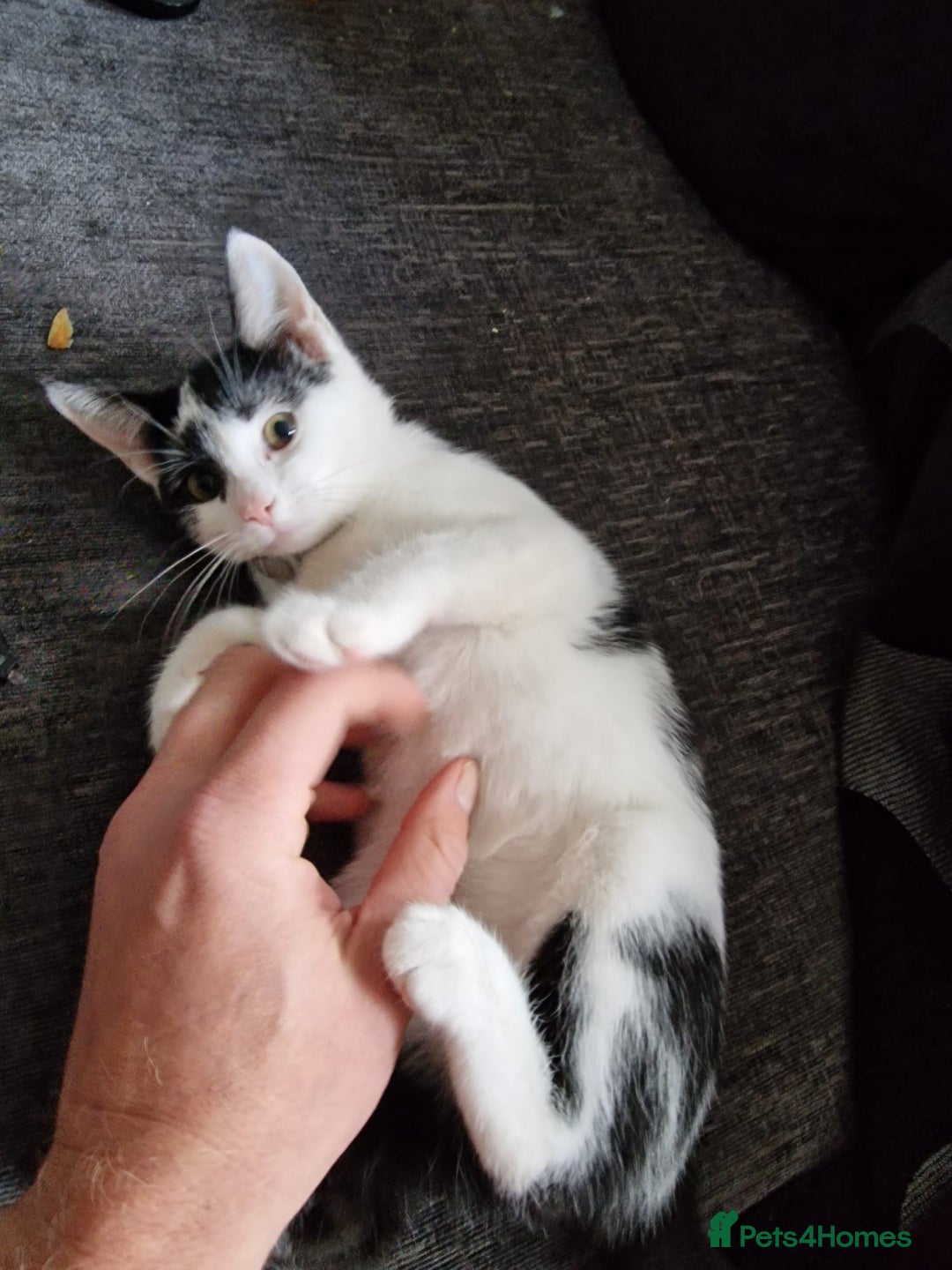 Mixed Breed cats for sale: Bengal x Domestic short hair Kittens - Image 16