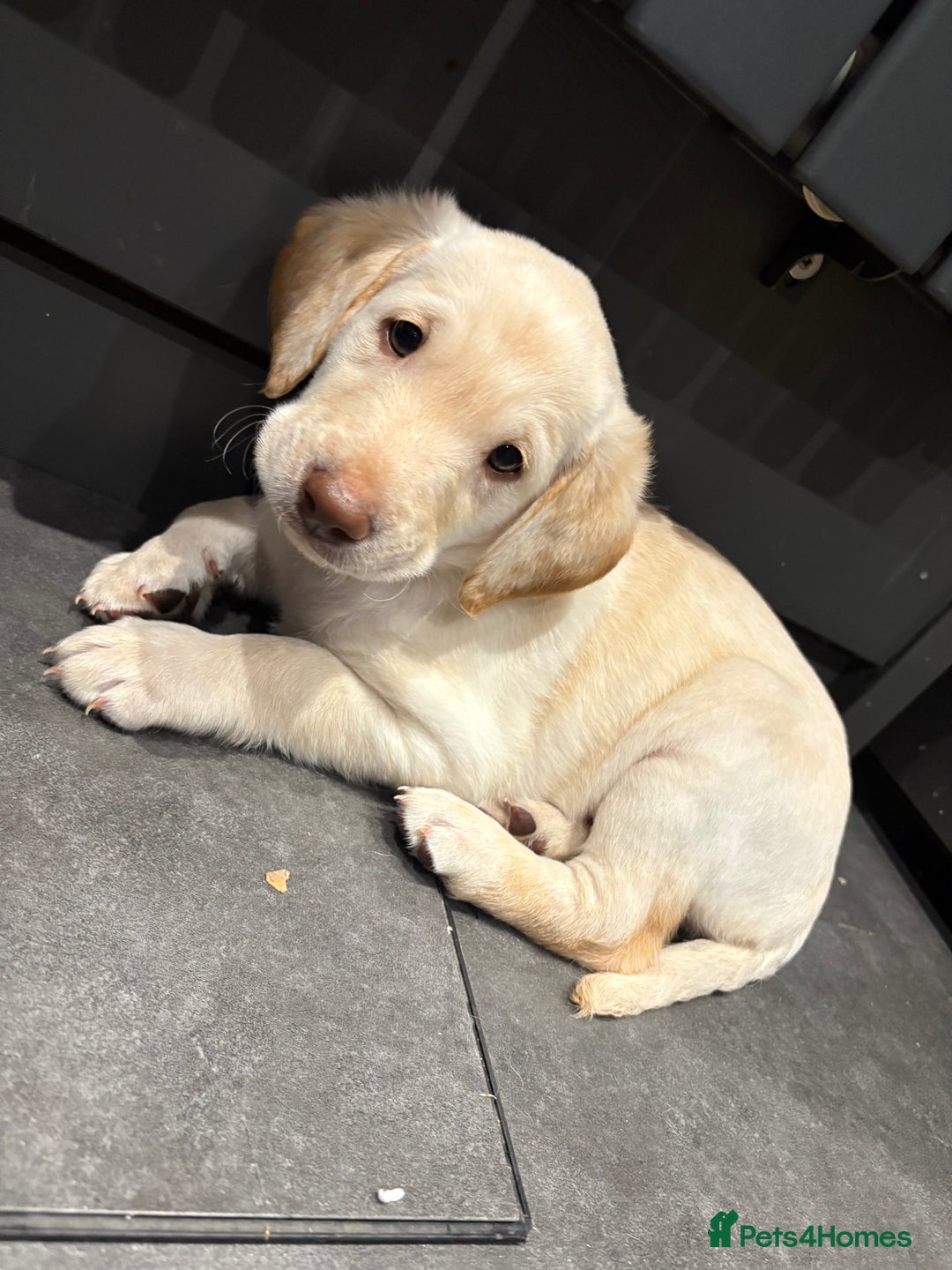 Labradoodle dogs for sale: Labradoodle puppies looking for loving homes - Advert 7
