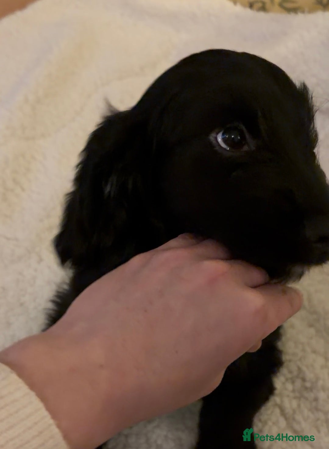 Cockapoo dogs for sale: Cockapoo X Coker spaniel  - Advert 14