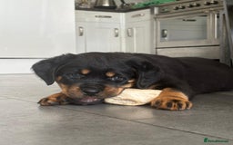Rottweiler dogs for sale: Stunning Rottweiler Puppies - Image 7