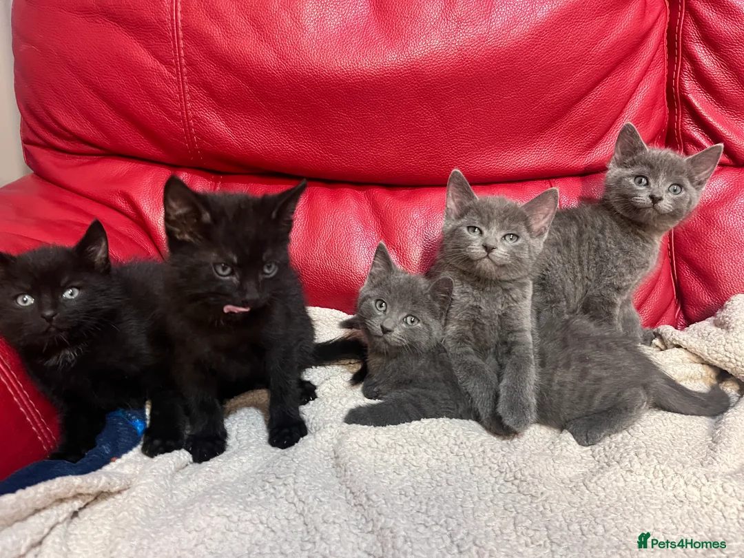 British Shorthair cats for sale: 5 adorable males looking for new home - Advert 11
