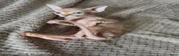 Sphynx cats for sale: Sphynx  in Southampton - Advert 3