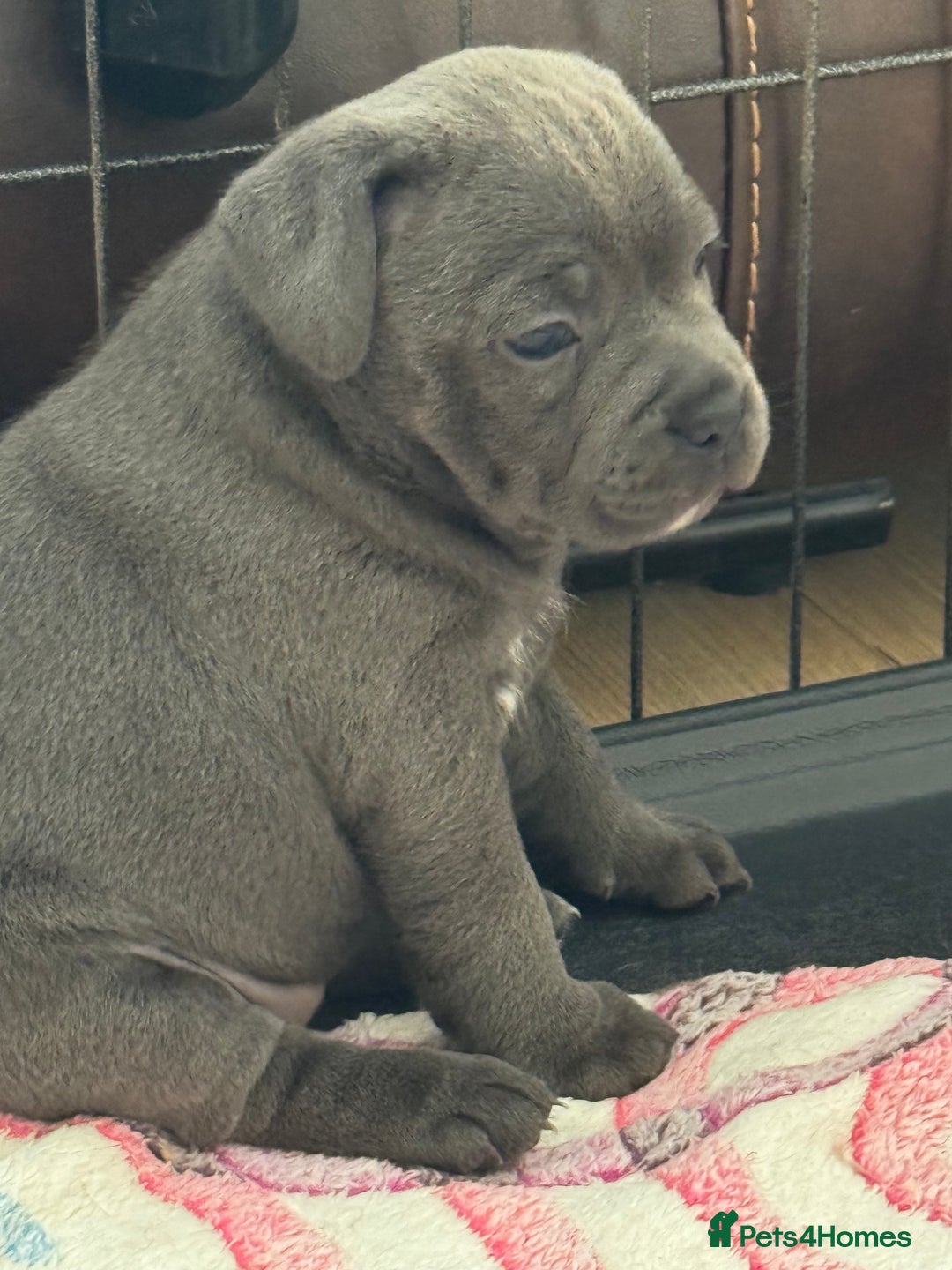 Staffordshire Bull Terrier dogs for sale: Amazing blue Staffordshire bull terrier puppies  in Stoke-on-Trent - Image 10