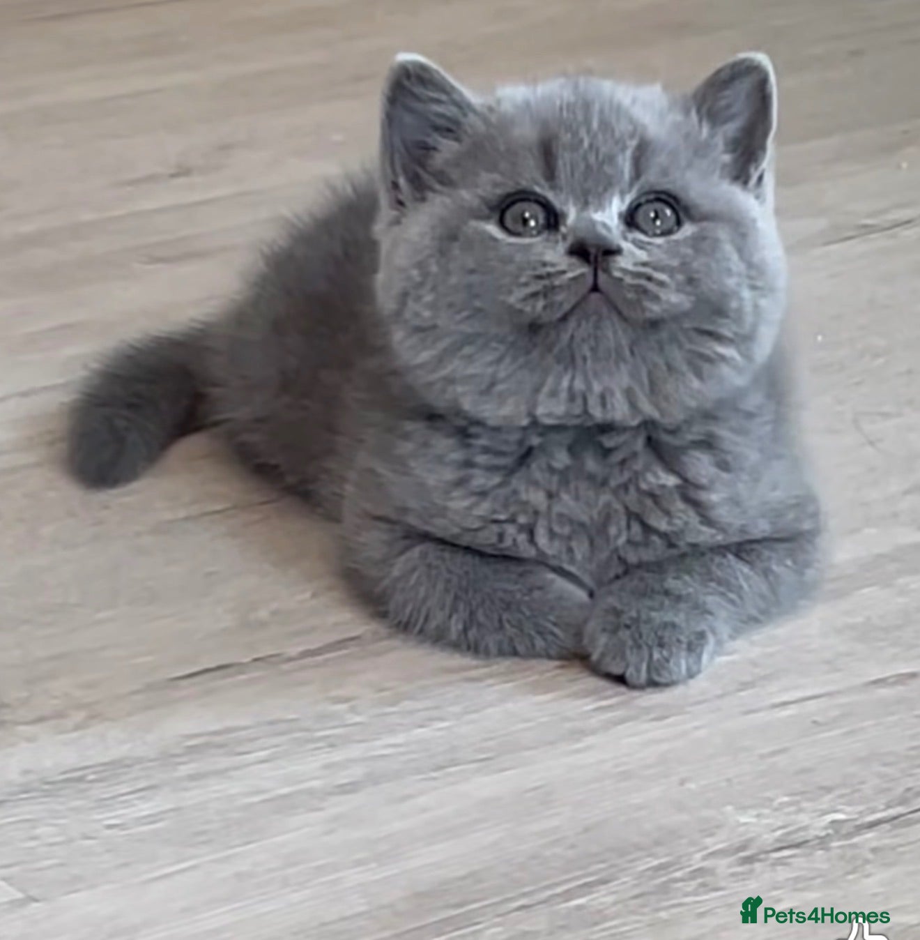 British Shorthair cats British shorthair chubby kitten for sale - Advert 1