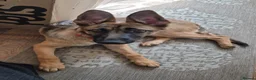 German Shepherd dogs for sale: GermanShepherd x Belgian Malinois 6month old bitch in Thetford - Advert 6
