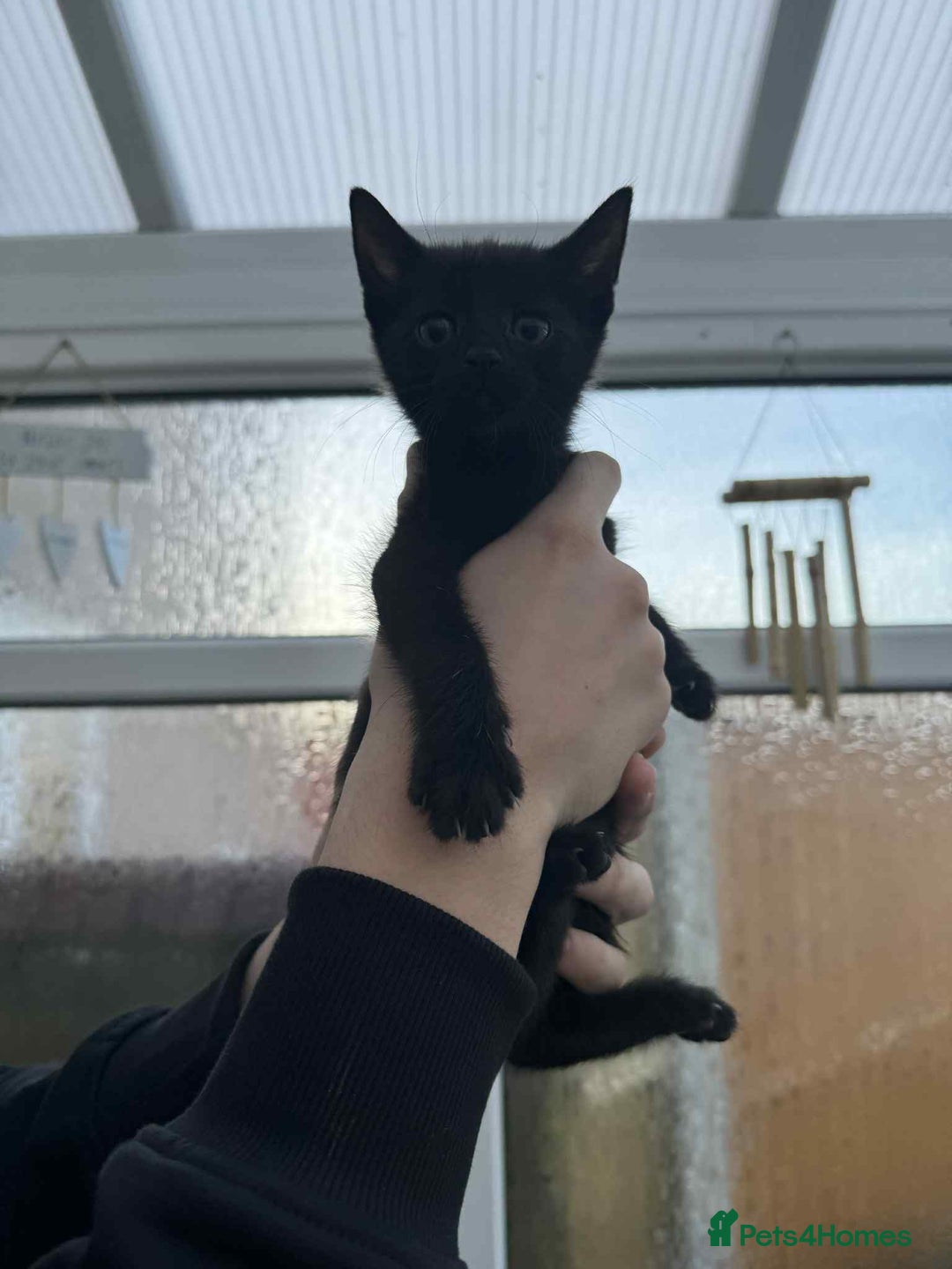 Oriental cats for sale: Oriental xxx - Advert 3