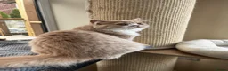 British Longhair cats for sale: Adorable girl - Advert 3