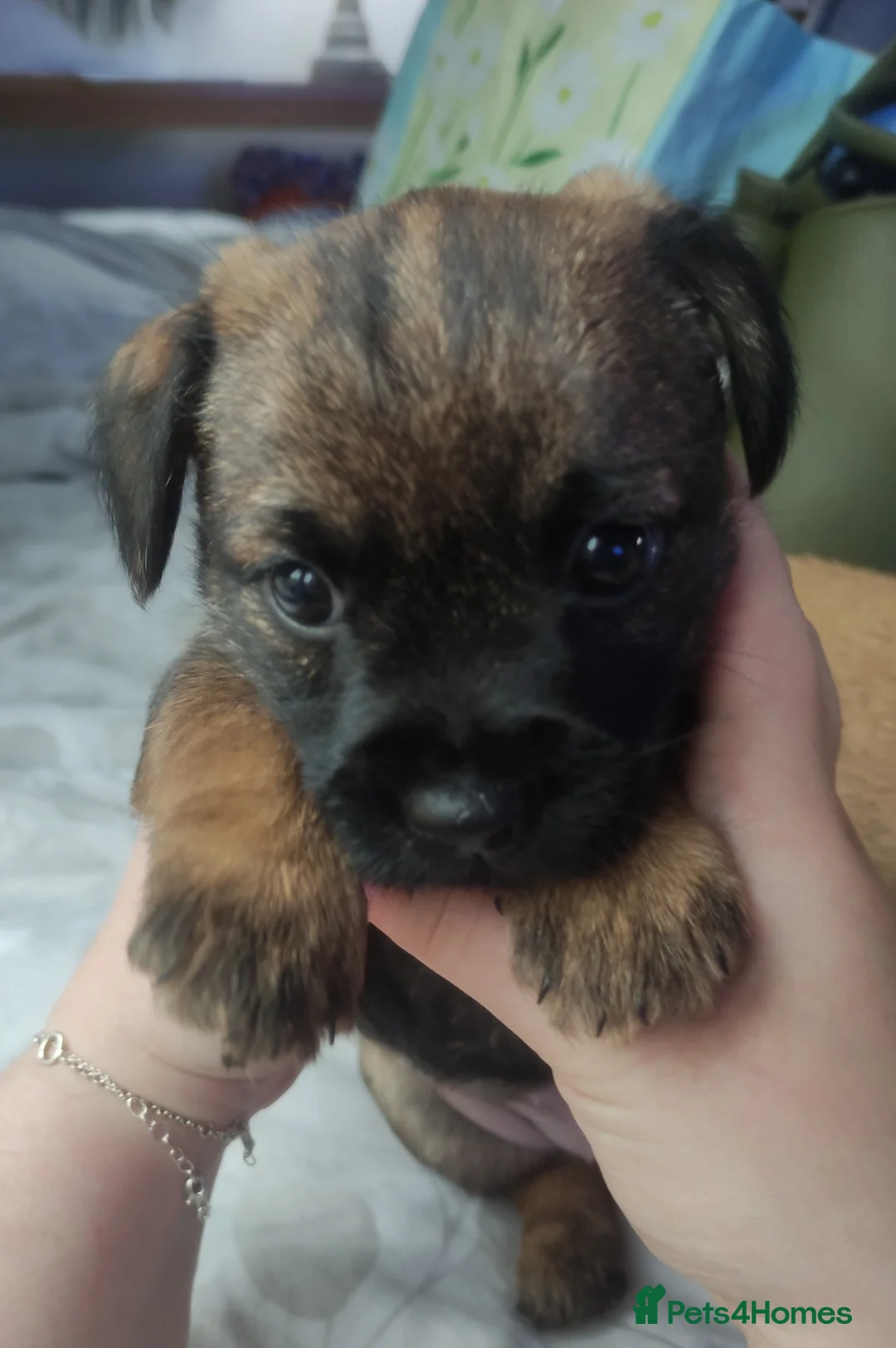 Border Terrier dogs for sale: 4 beautiful border terrier pups - Advert 1