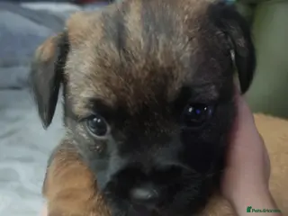 Border Terrier dogs 4 beautiful border terrier pups - Advert 10