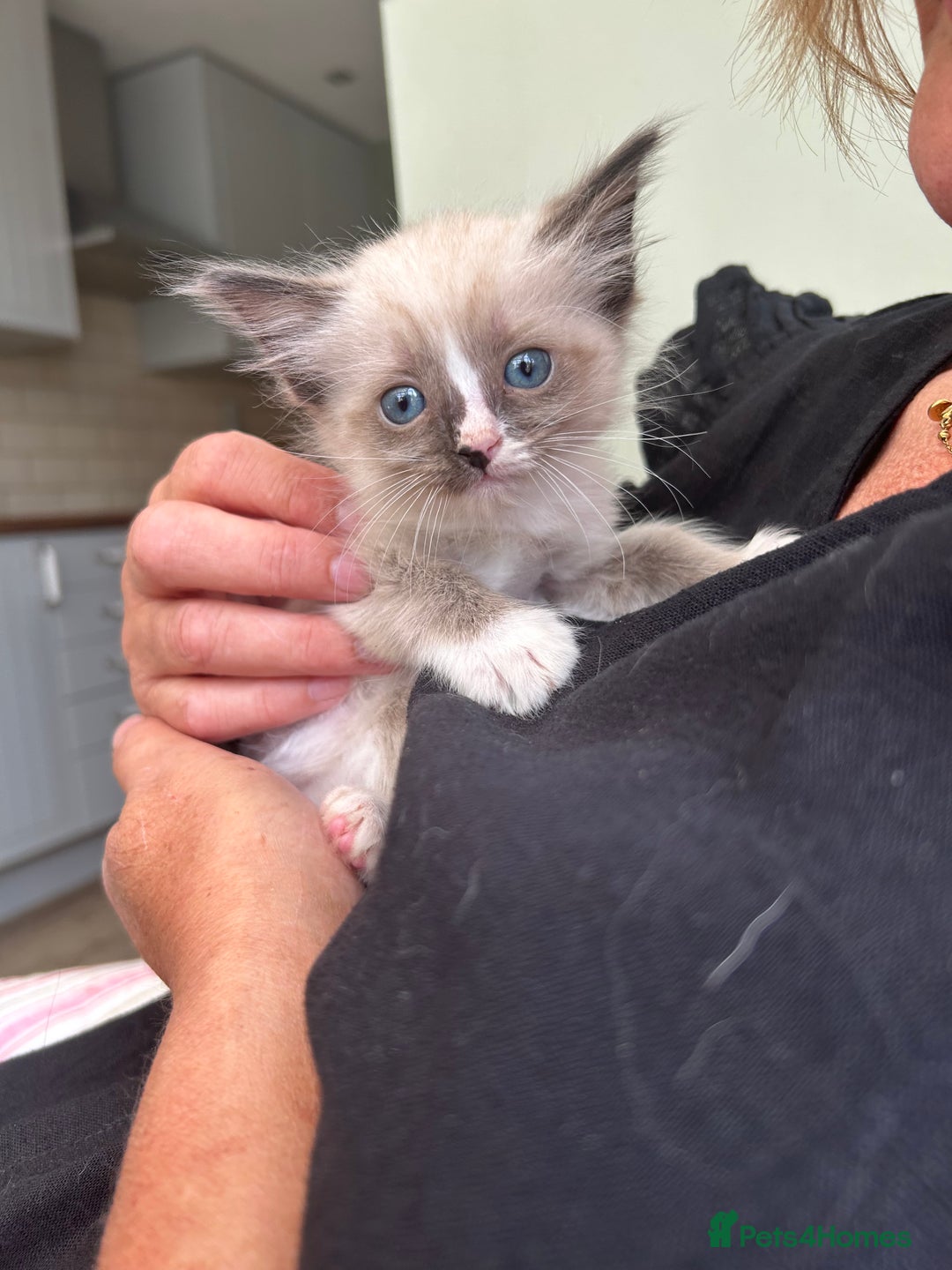 Ragdoll cats for sale: GCCF Ragdoll-Mix Kittens – Rare & Longhaired 🐾 - Image 5