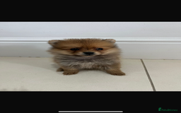 Pomeranian dogs for sale: Miniature Pomeranian  - Image 5