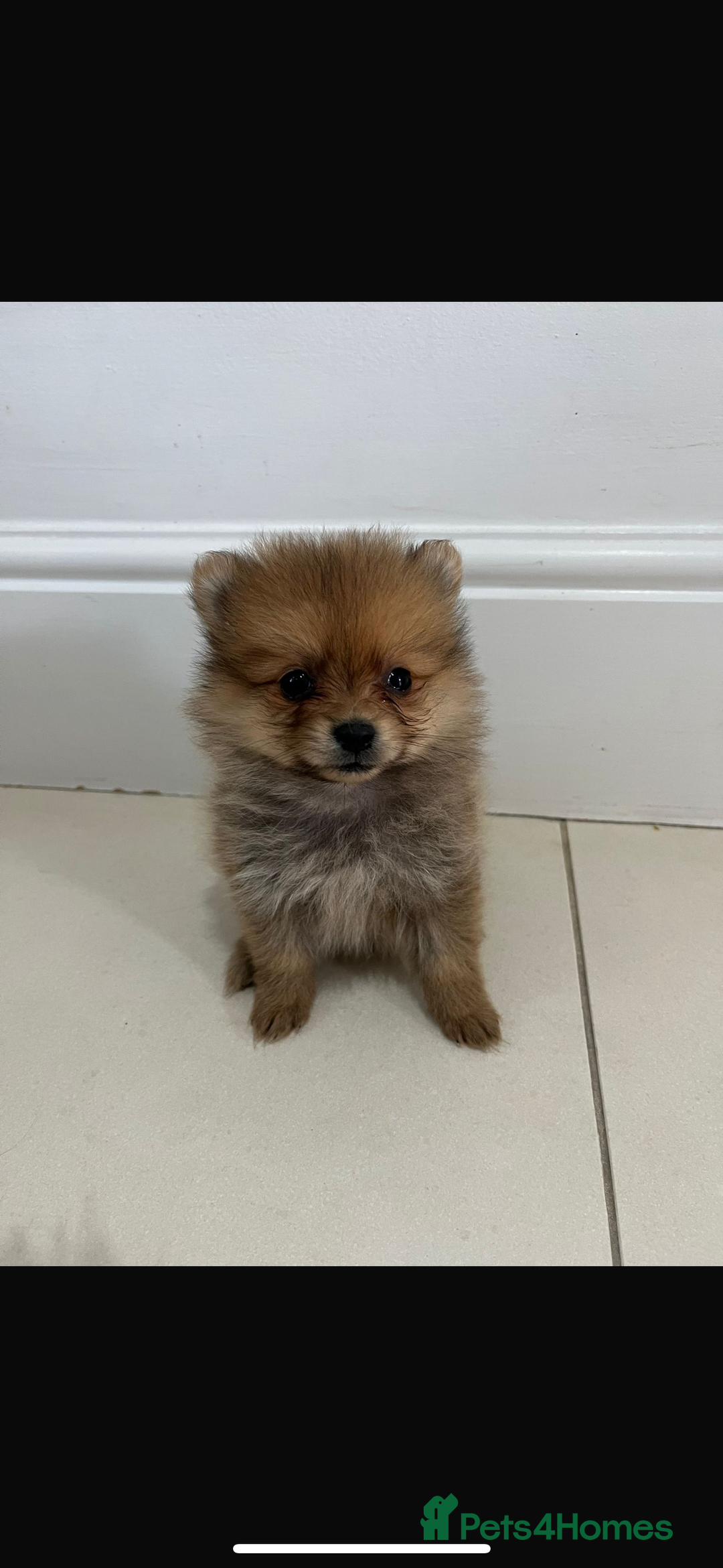 Pomeranian dogs for sale: Miniature Pomeranian  - Image 5