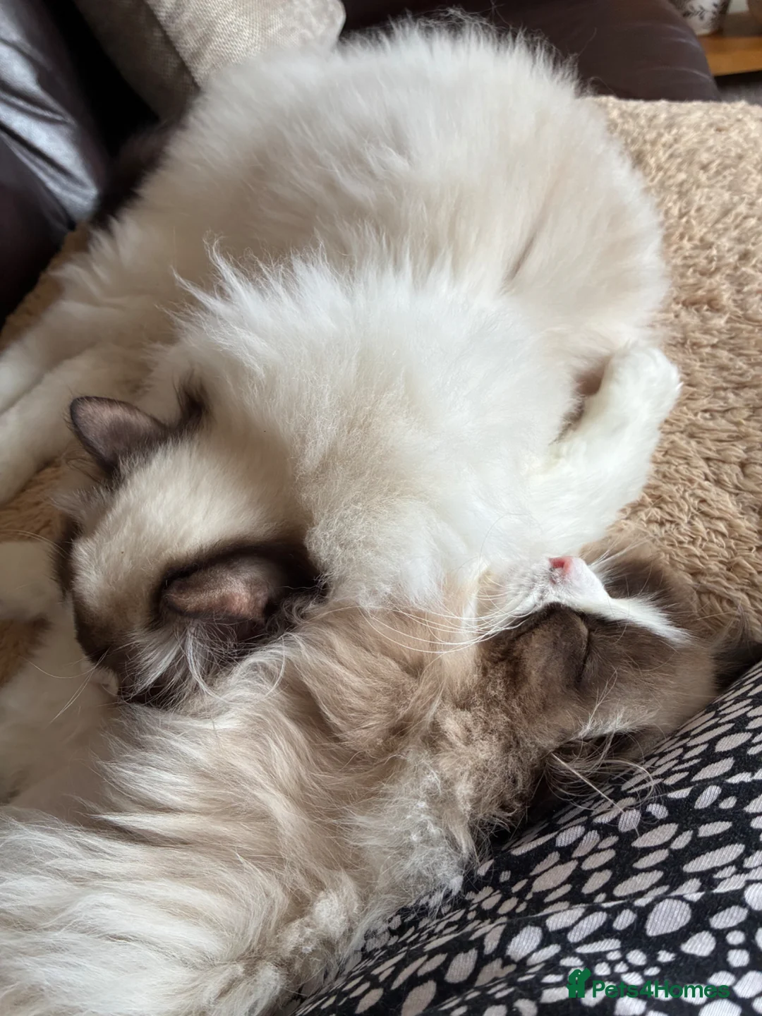 Ragdoll cats for sale: Ragdoll in Redditch - Advert 1