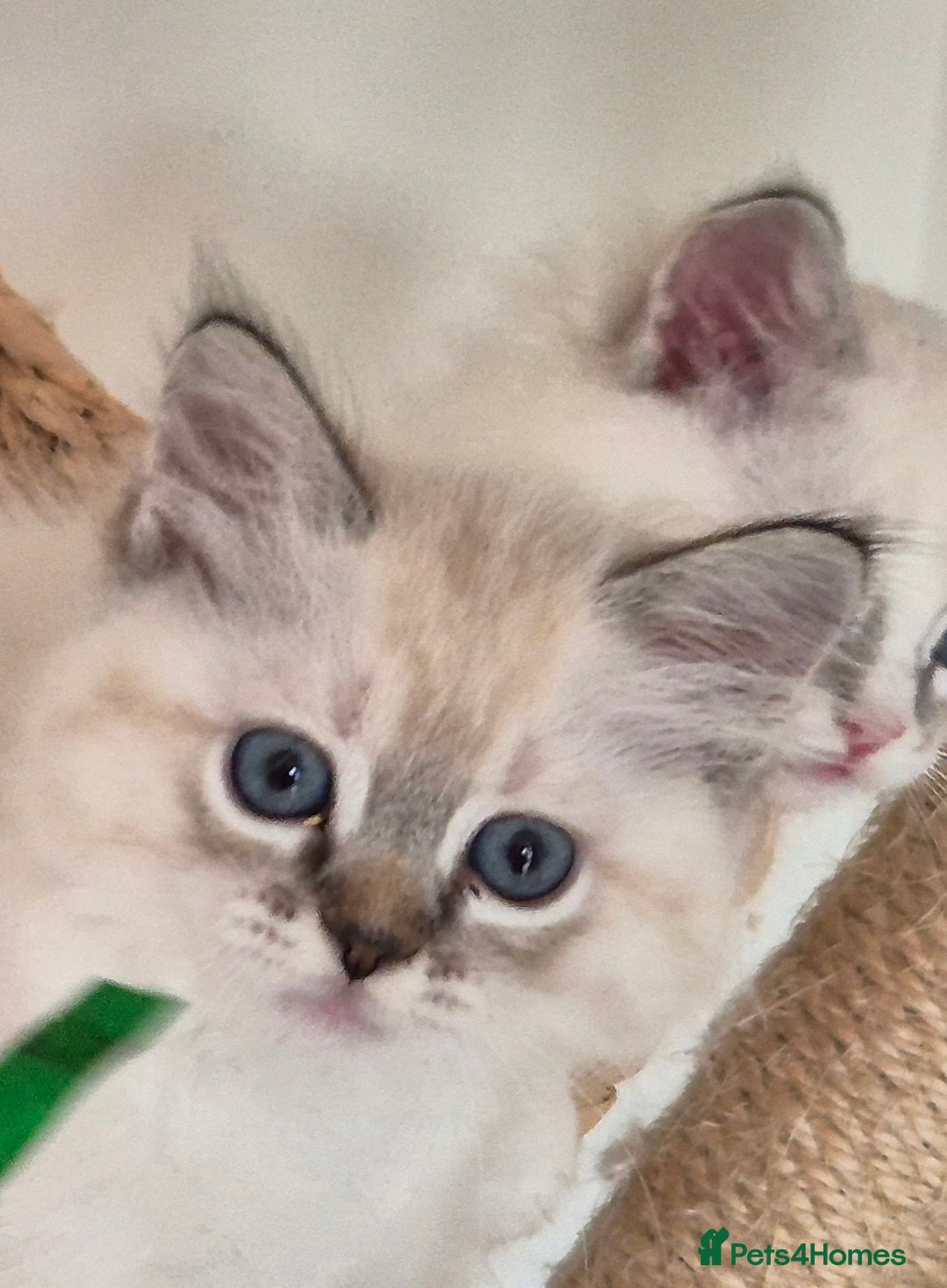 Ragdoll cats for sale: 4 Precious tica Ragdoll girls - Image 18