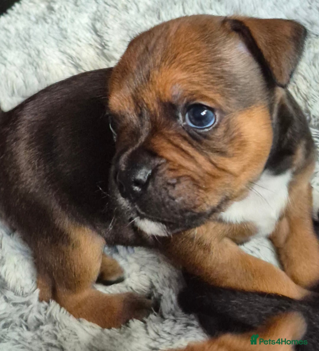 Staffordshire Bull Terrier dogs for sale: DNA HEALTH TESTED STAFFIE PUPPIES, BAER HEARING  - Advert 17