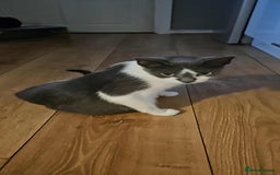 Mixed Breed cats for sale: 4 Cats ready for a new home  - Image 15