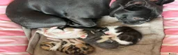 Domestic Shorthair cats for sale: 4 Female kitten  - Advert 8