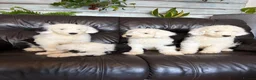 Old English Sheepdog dogs for sale: Kc Registered Old English Sheepdogs  - Advert 5