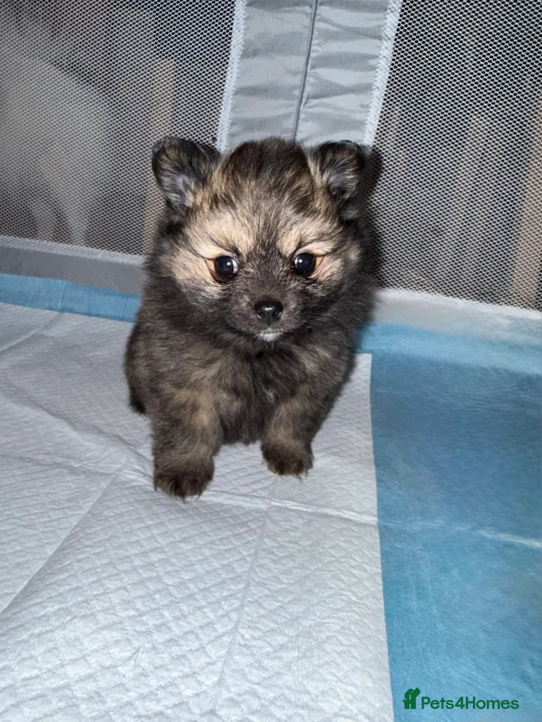 Pomeranian dogs for sale: Pomeranian puppies  - Advert 4