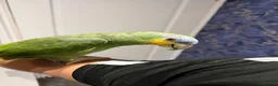 Parrots birds for sale: Orange-Winged Amazon Parrot - Advert 7