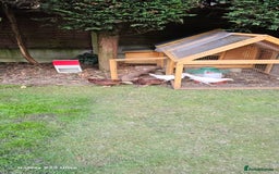 Hens poultry for sale:  FREE chickens 2 Rhode island Reds & 2 Leghorns - Image 9