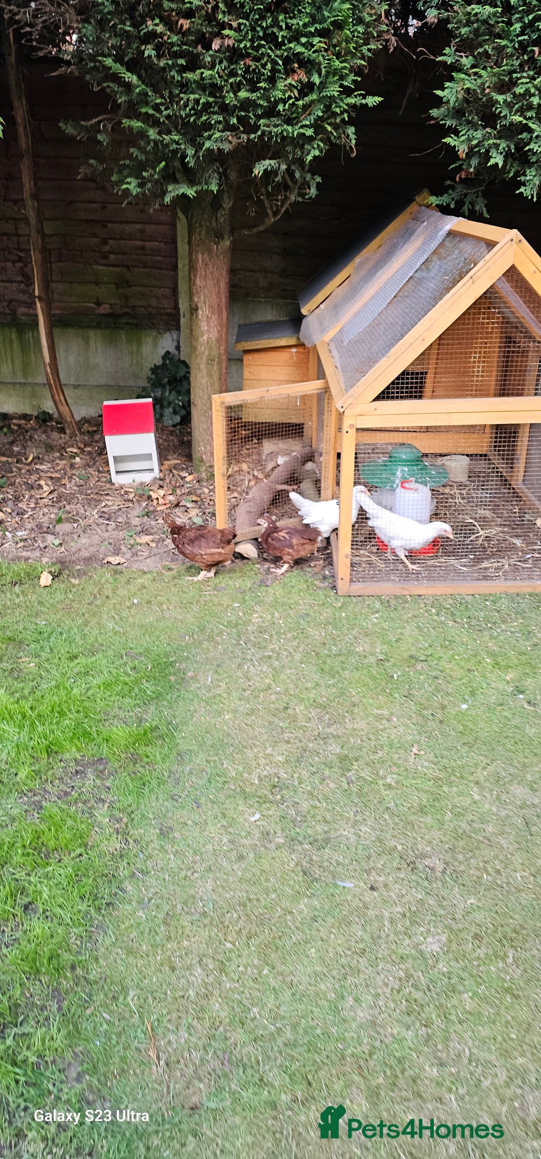Hens poultry for sale:  FREE chickens 2 Rhode island Reds & 2 Leghorns - Image 9