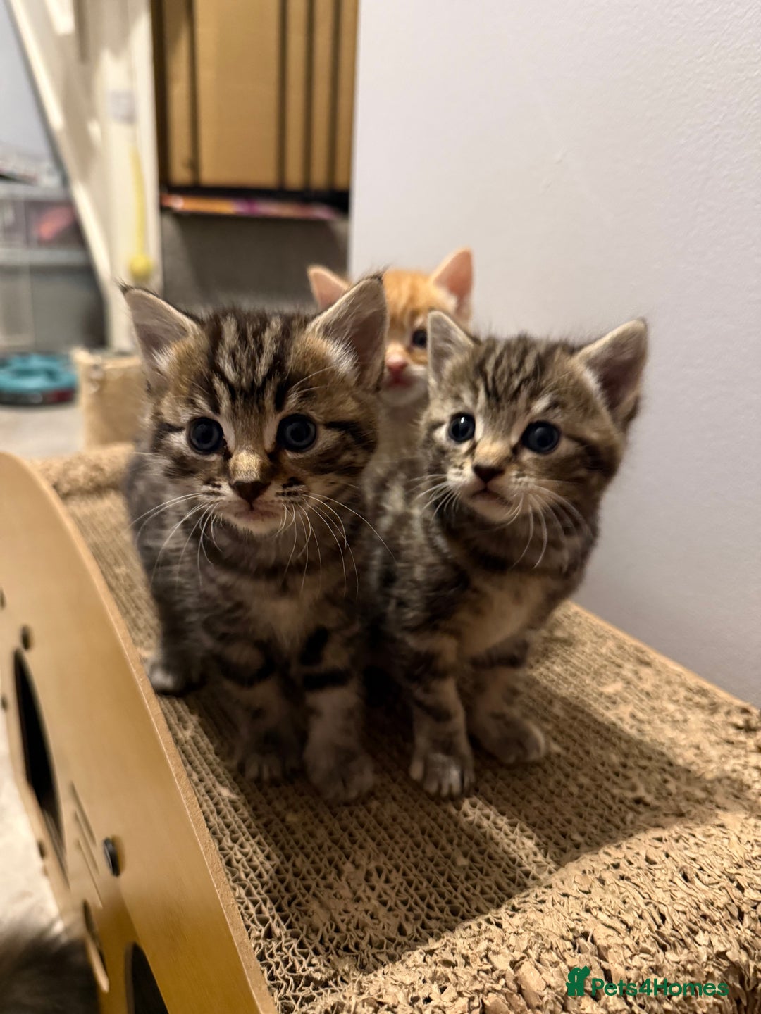 British Shorthair cats for sale: Gorgeous kittens  - Advert 17