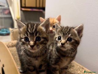 British Shorthair cats Gorgeous kittens - Advert 2