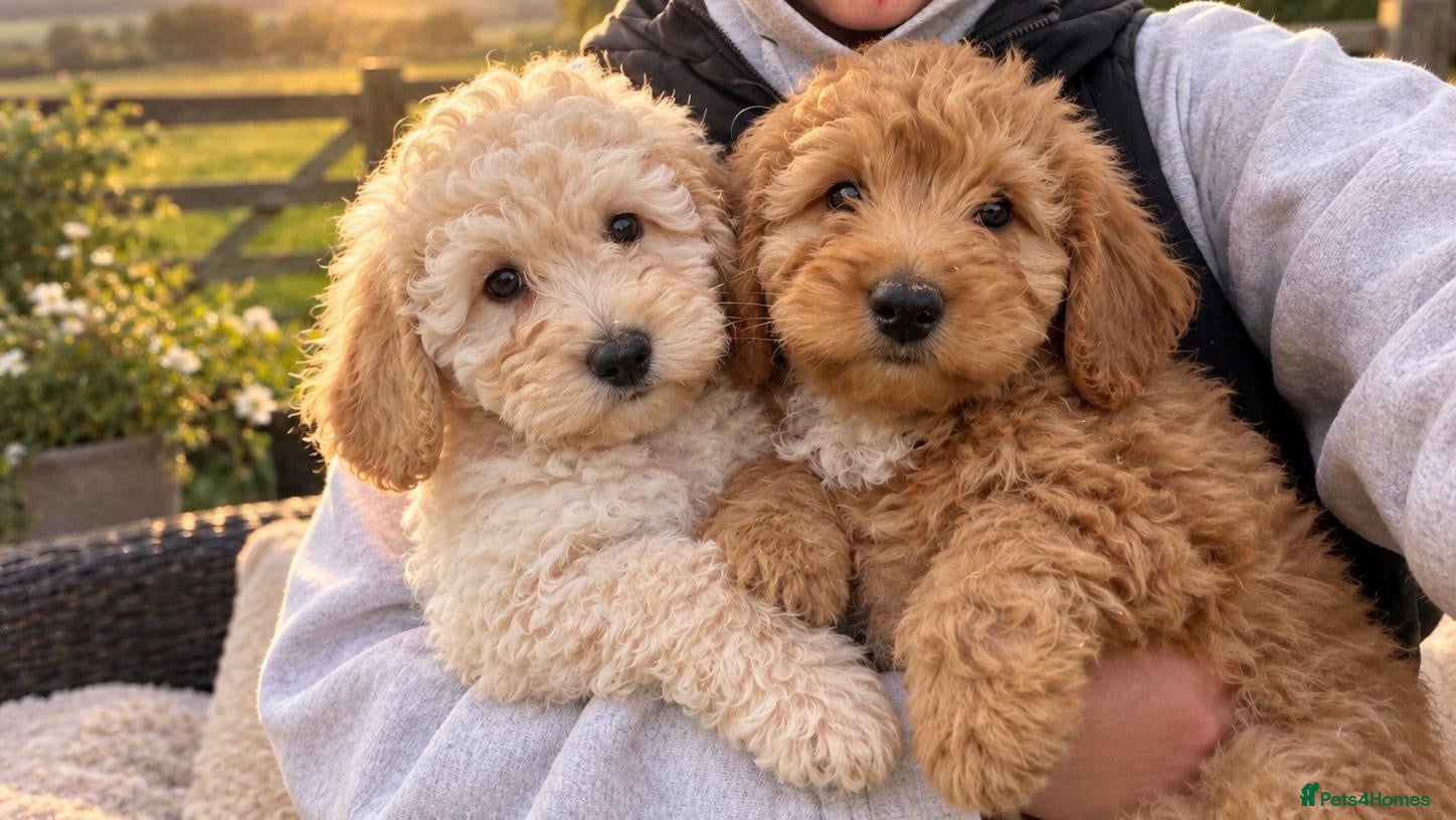 Cockapoo dogs Cockapoo F1b - Advert 1
