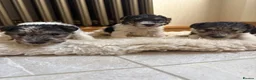 Fox Terrier dogs for sale: Fox terriers  in Middlesbrough - Advert 6