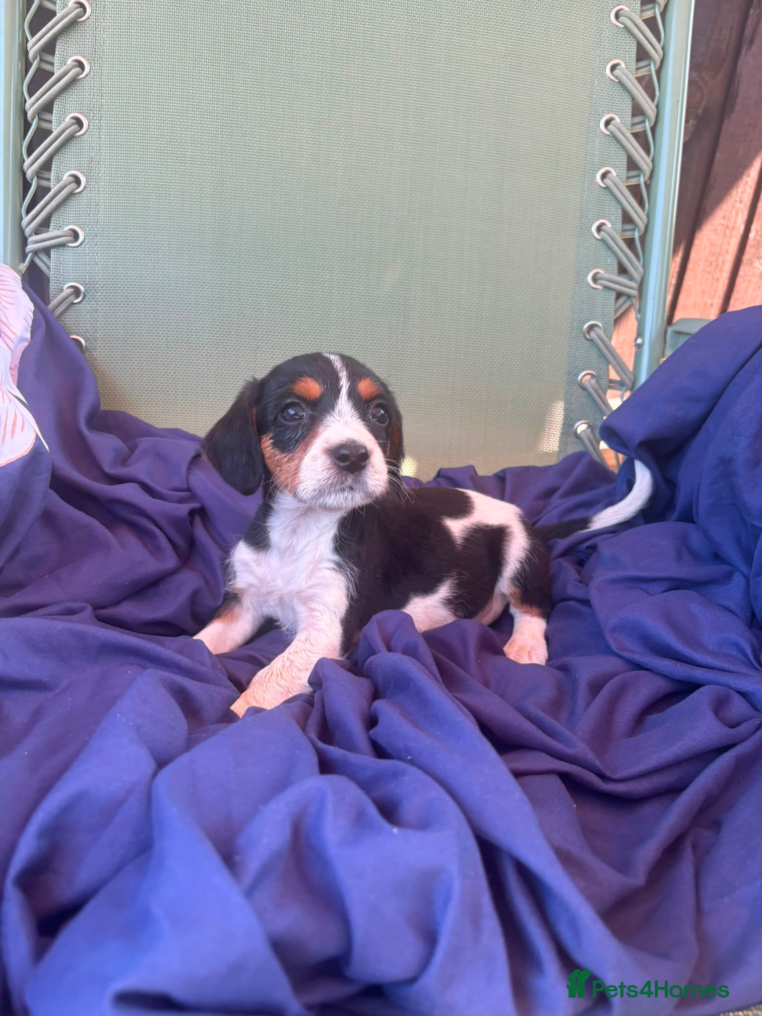 Jack Russell dogs Beautiful jack russell puppies ready now - Advert 2