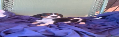 Jack Russell 3