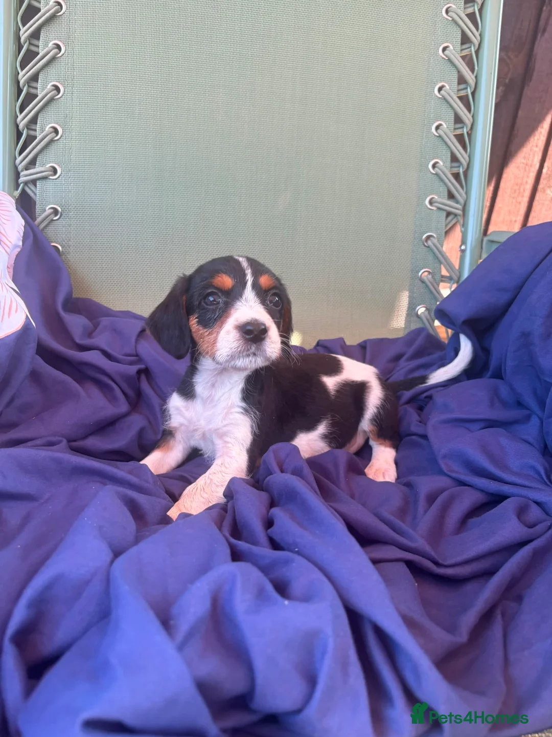 Jack Russell dogs for sale: Beautiful jack russell puppies ready now - Advert 2