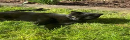Domestic Shorthair cats for sale: Beautiful Black Cat for Rehoming - Advert 1