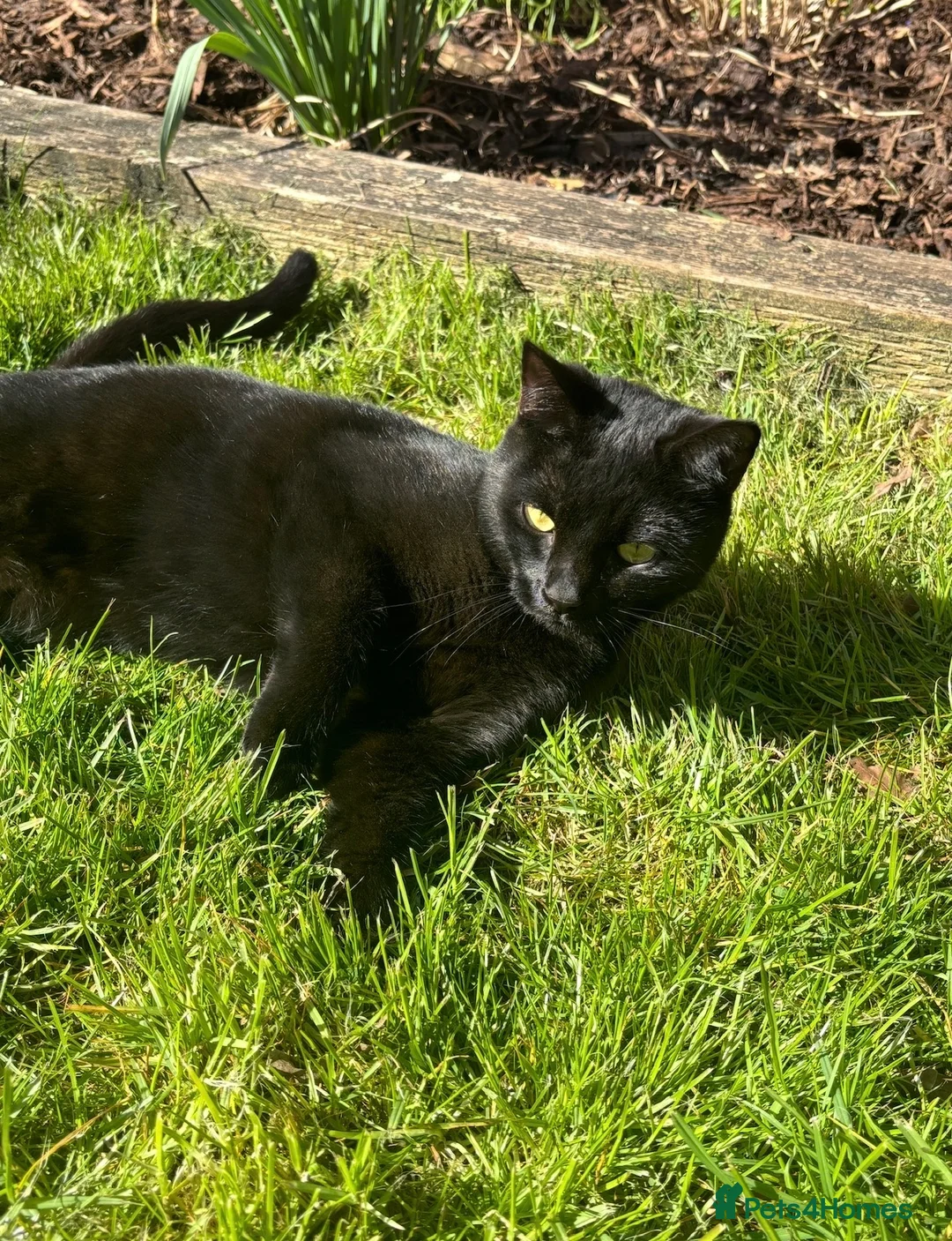 Domestic Shorthair cats for sale: Beautiful Black Cat for Rehoming - Advert 1