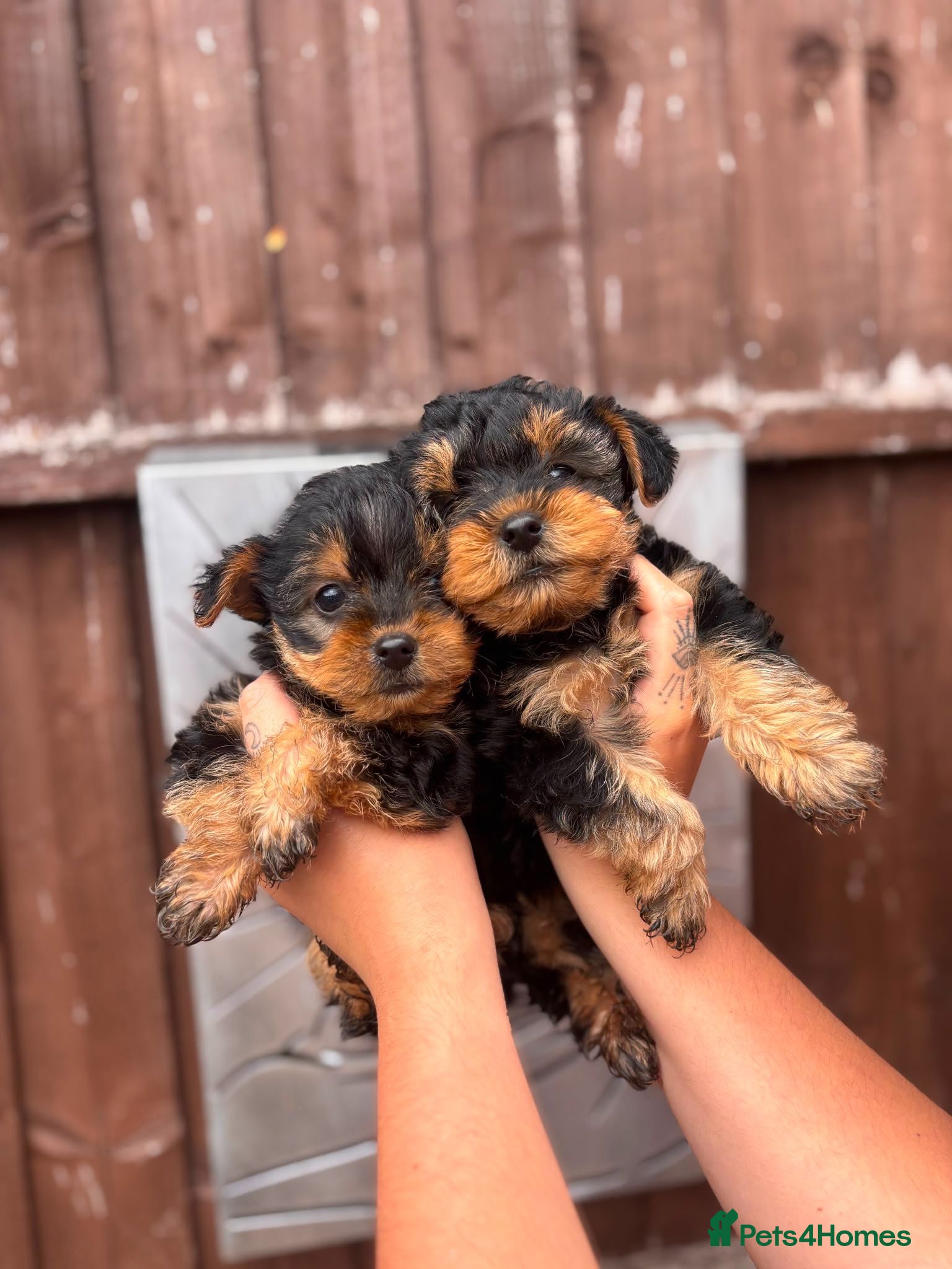 Yorkshire Terrier dogs Gorgeous Yorkshire terrier Puppies  - Advert 9