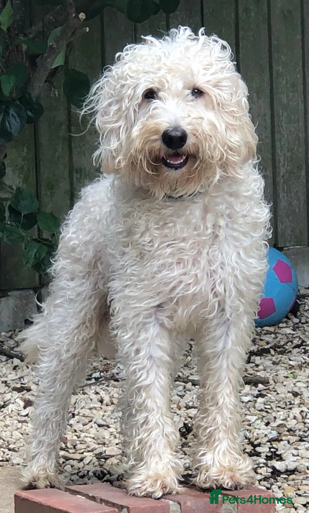 Labradoodle dogs for stud: Multigen/F3b Labradoodle Stud in Calne - Advert 4
