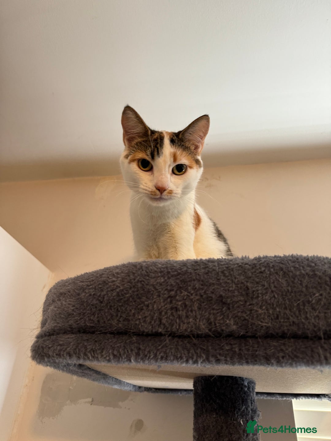 Mixed Breed cats for sale: Bella & Kali - Sisters Looking for a Loving Home - Advert 9