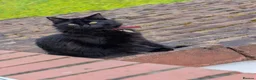 Mixed Breed cats for sale: Six adorable and sweet natured kittens in Kilmarnock - Advert 21