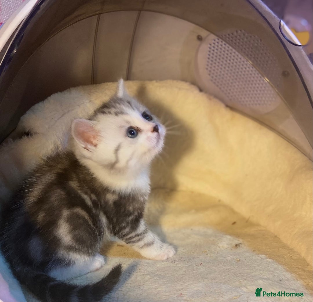 Munchkin cats for sale: Full Pedigree Munchkin Kittens  - Image 18